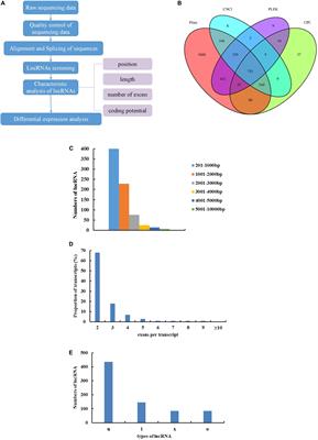 Identification and Characterization of lncRNAs Related to the Muscle Growth and Development of Japanese Flounder (Paralichthys olivaceus)